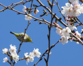 春です🌸